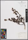 Foto von Salix aurita L.
